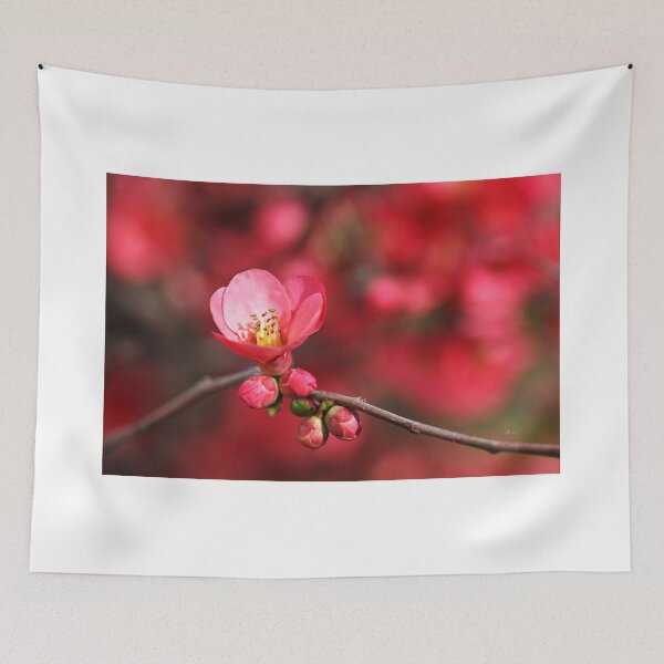 Item preview, Warmth Of Flowering Quince designed and sold by Joy Watson - Natural Light Photography .