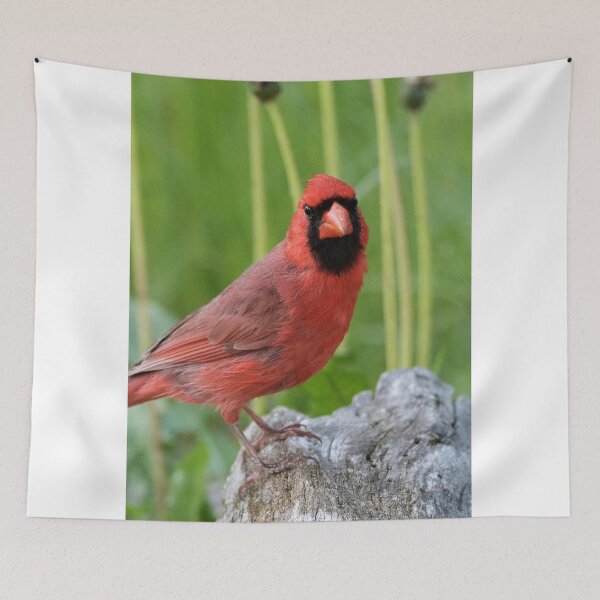 Item preview, Cardinal designed and sold by WorldDesign.