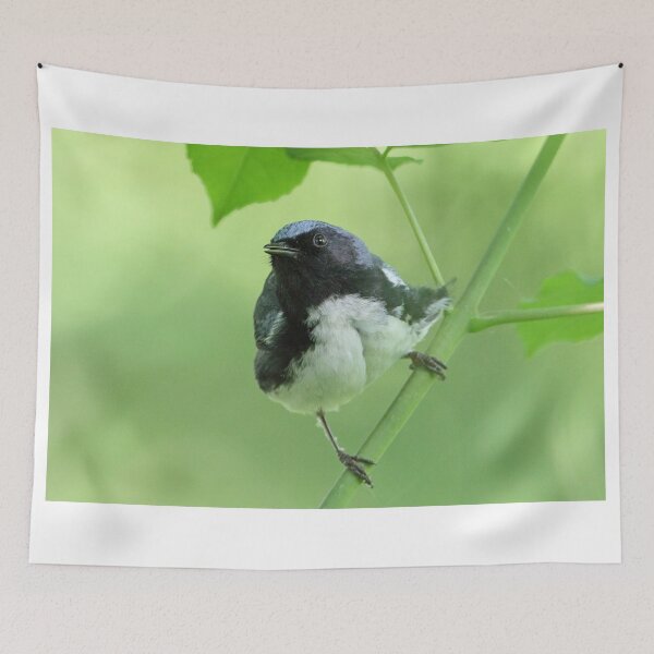 Item preview, Black-throated Blue Warbler designed and sold by WorldDesign.