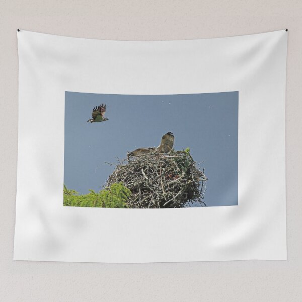 Item preview, Osprey Floating Feathers designed and sold by sandysshoots.