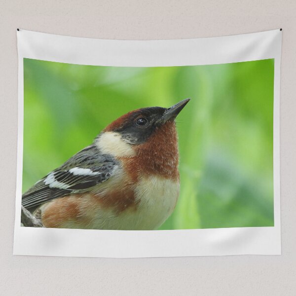 Item preview, Bay-breasted Warbler designed and sold by WorldDesign.