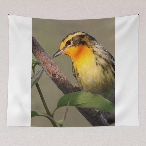 Item preview, Blackburnian Warbler designed and sold by WorldDesign.