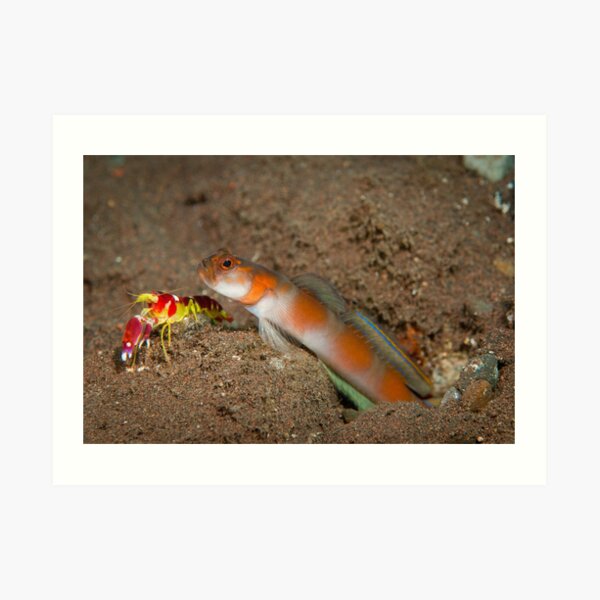 Shimp goby with shrimp Art Print