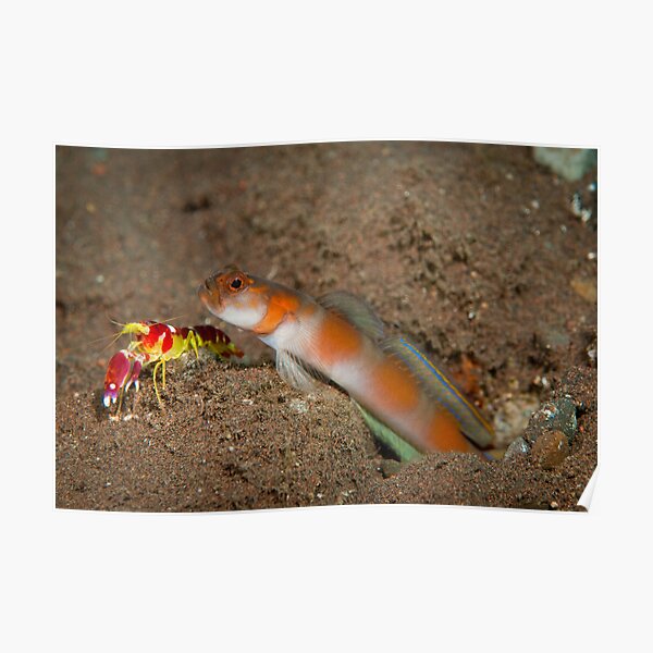 Shimp goby with shrimp Poster
