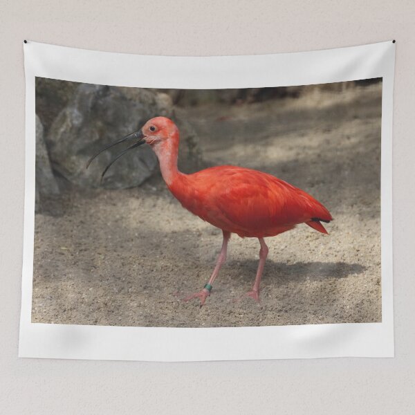 Item preview, Eudocimus ruber designed and sold by Mythos57.