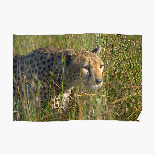 Cheetah in pusuit of prey Poster