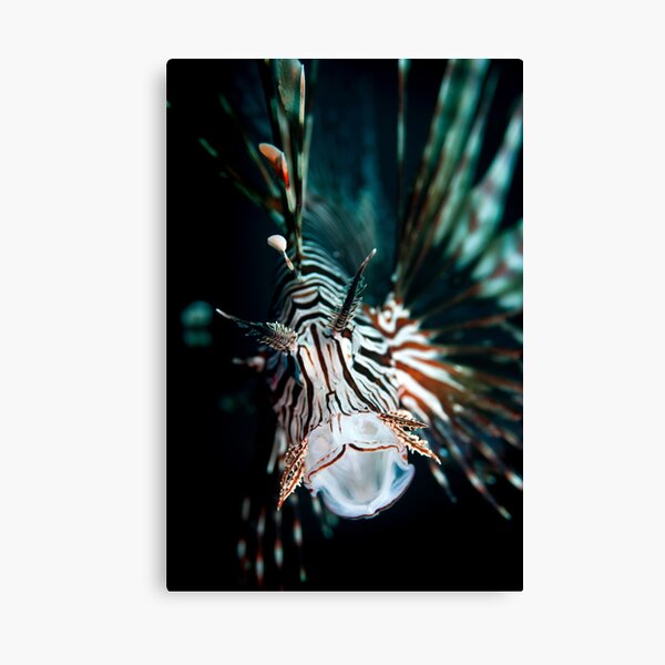 Yawning lionfish Canvas Print