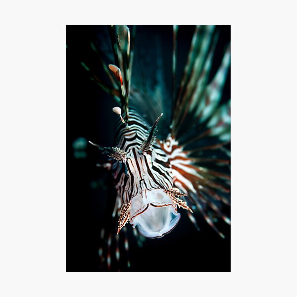 Yawning lionfish Photographic Print