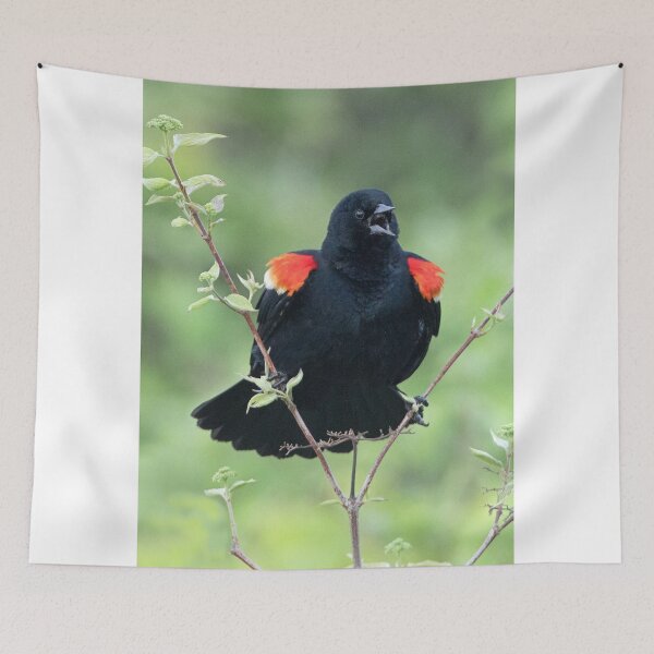 Item preview, Red-Winged Black Bird Singing designed and sold by WorldDesign.