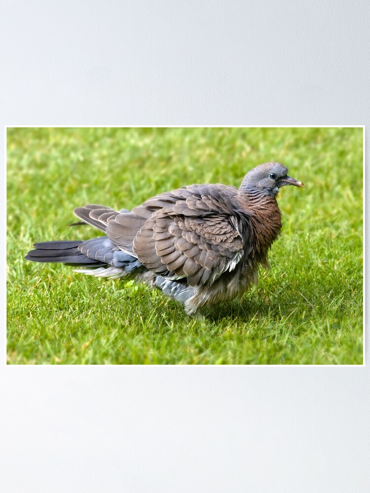 Fledgling Wood Pigeon Poster By Geoffcarpenter Redbubble