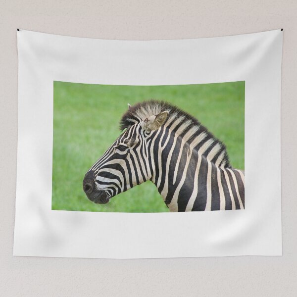 Item preview, Zebra Posing designed and sold by ejrphotography.