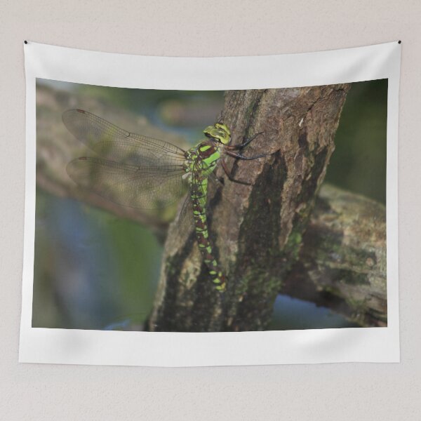 Item preview, Aeshna cyanea designed and sold by Mythos57.