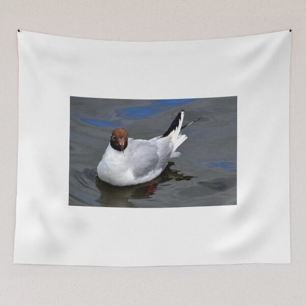 Item preview, Cute Gull at Radipole, Weymouth Dorset UK designed and sold by lynn carter.