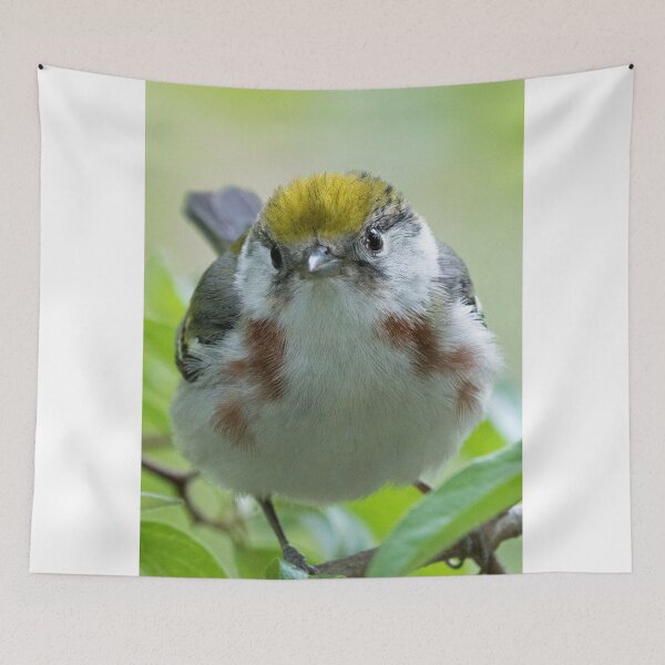 Item preview, Chestnut-sided Warbler designed and sold by WorldDesign.
