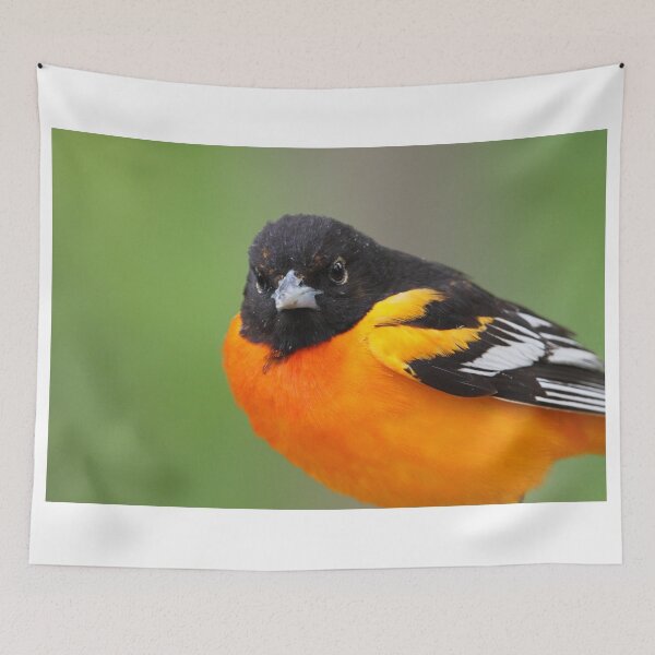 Artikelvorschau, Baltimore Oriole entworfen und verkauft von WorldDesign.