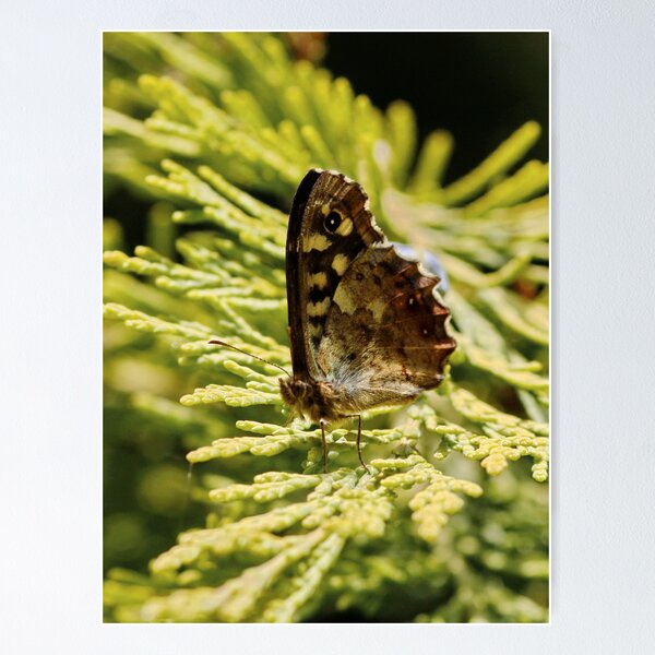 Artikelvorschau, Speckled Brown Butterfly entworfen und verkauft von AnnDixon.