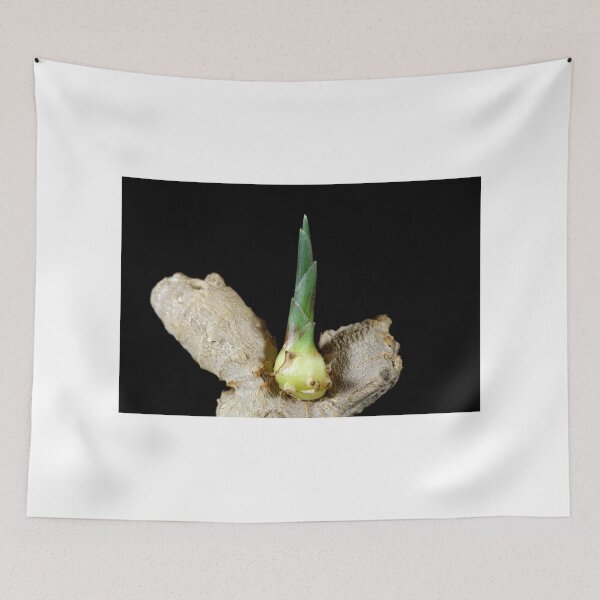 Item preview, Ginger root with a seedling designed and sold by Zosimus.