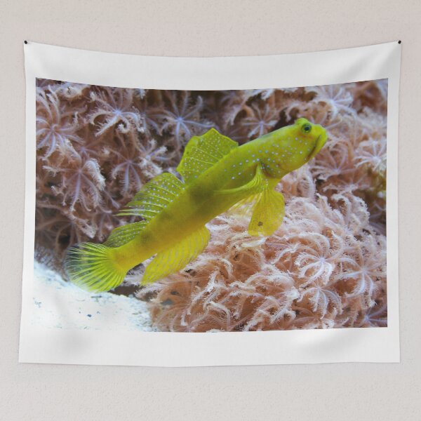 Item preview, Cryptocentrus cinctus designed and sold by Mythos57.