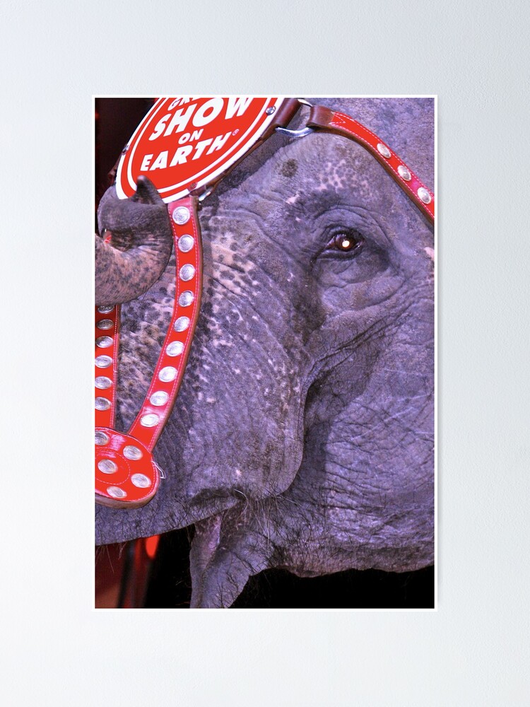 Thumbnail 1 of 3, Poster, Circus Elephant designed and sold by sforest.