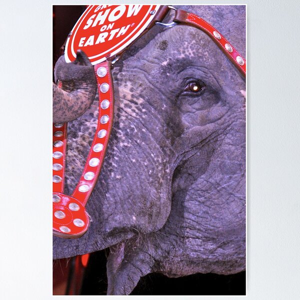Item preview, Circus Elephant designed and sold by Stacie Forest.