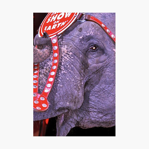Item preview, Circus Elephant designed and sold by Stacie Forest.