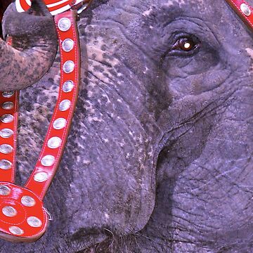Artwork thumbnail, Circus Elephant by Stacie Forest