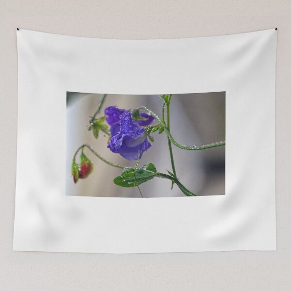 Item preview, Blue Sweetpea in the rain, Lyme Dorset UK designed and sold by lynn carter.