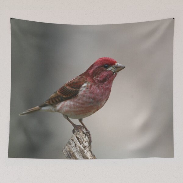 Item preview, Purple Finch designed and sold by Enola Gay Wagner.