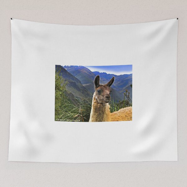 Item preview, A Llama In The Cajas In Ecuador designed and sold by alabca.