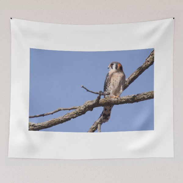 Item preview, Kestrel  designed and sold by EugeJ.