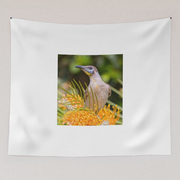 Item preview, Little Friarbird designed and sold by bidkev1.