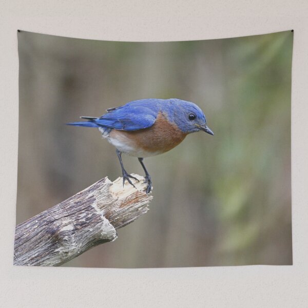 Item preview, Eastern Bluebird designed and sold by Enola Gay Wagner.