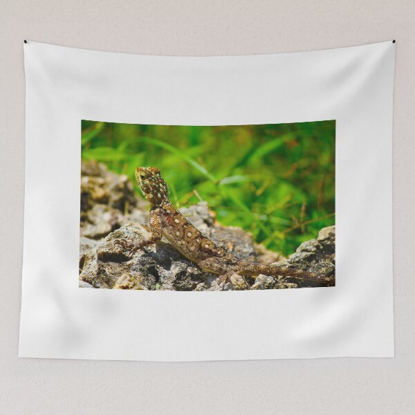 Item preview, Colourful lizard in Nairobi Safari Park, KENYA  designed and sold by Bruno Beach.