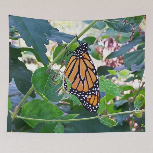 Artikelvorschau, "Monarch" entworfen und verkauft von Robert Regenold's Art Shop.