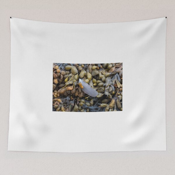 Item preview, Bladderwrack and a gull's feather designed and sold by Leighton Collins.