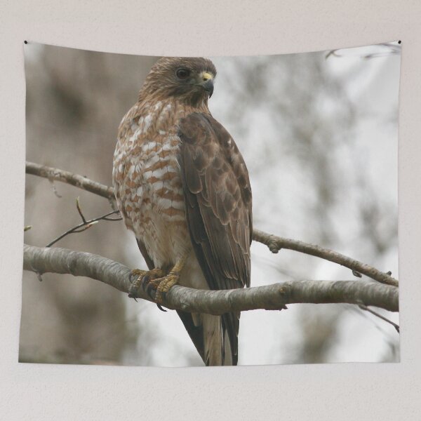 Item preview, Broad-Winged Hawk  designed and sold by Enola Gay Wagner.
