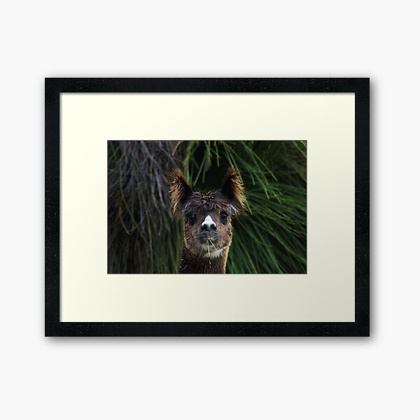 Alpaca, Ears Up Framed Art Print