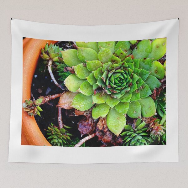 Item preview, Hen and Chicks designed and sold by Karen  Rubeiz.