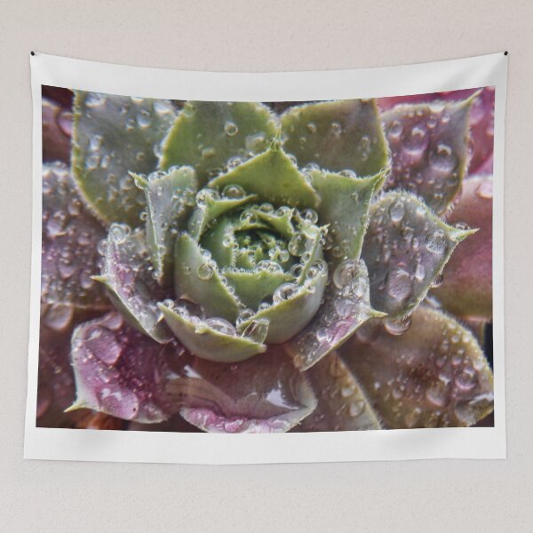 Item preview, Succulents In The Rain designed and sold by James Brotherton.