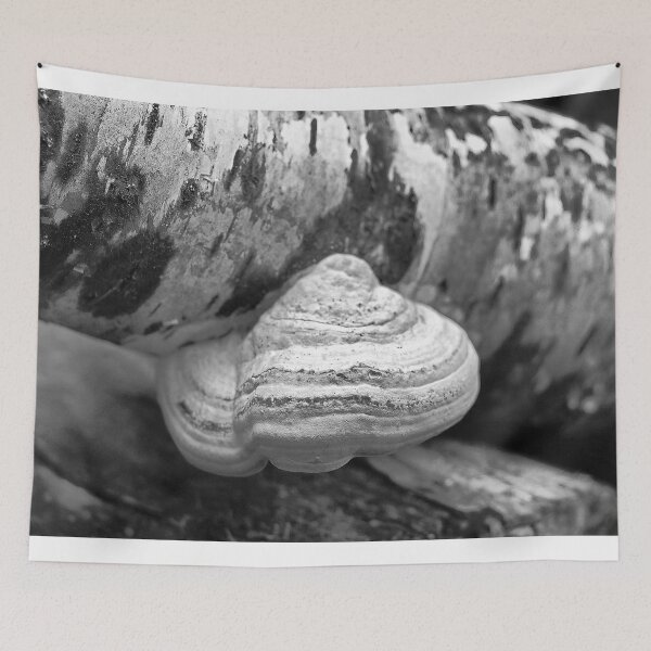 Aperçu de l'œuvre Fungus on a Fallen Tree créée et vendue par ADM Photography.