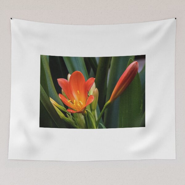 Item preview, Yellow orange Ixias flowers at entrance to Liscombe house Leith Park Australia 20150824 0179 designed and sold by Fred Mitchell.
