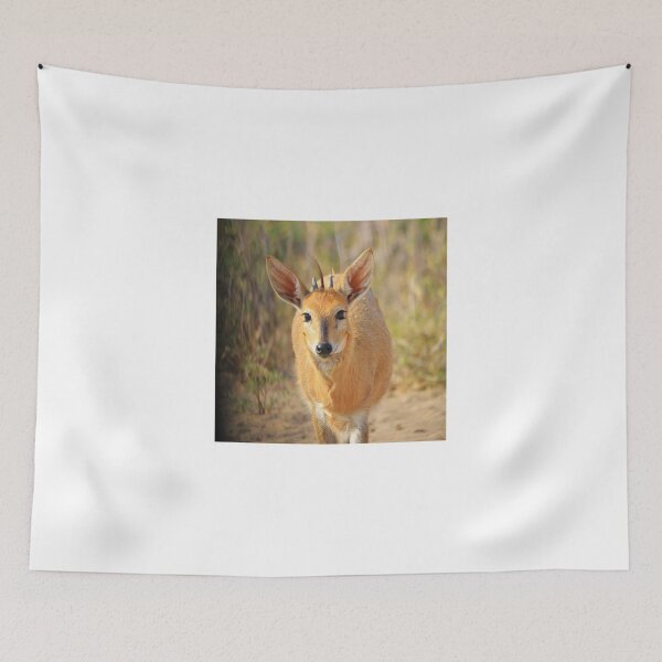 Item preview, Duiker Ram - Wildlife Curly Cuteness  designed and sold by LivingWild.