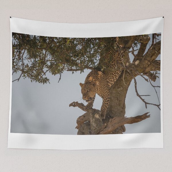 Item preview, Leopard climbing down tree in dappled sunlight designed and sold by Nick Dale Photography.