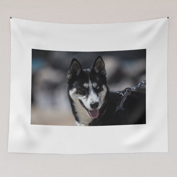 Artikelvorschau, Tilly ein Welpe Siberian Husky entworfen und verkauft von peterwyatt.