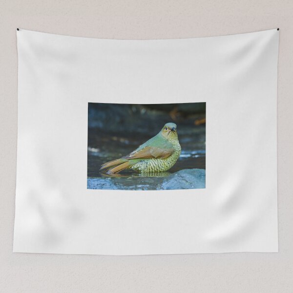 Item preview, Juvenile Satin Bower Bird designed and sold by bidkev1.