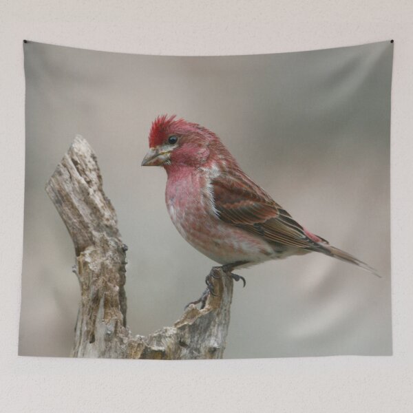 Item preview, Purple Finch on a log designed and sold by Enola Gay Wagner.