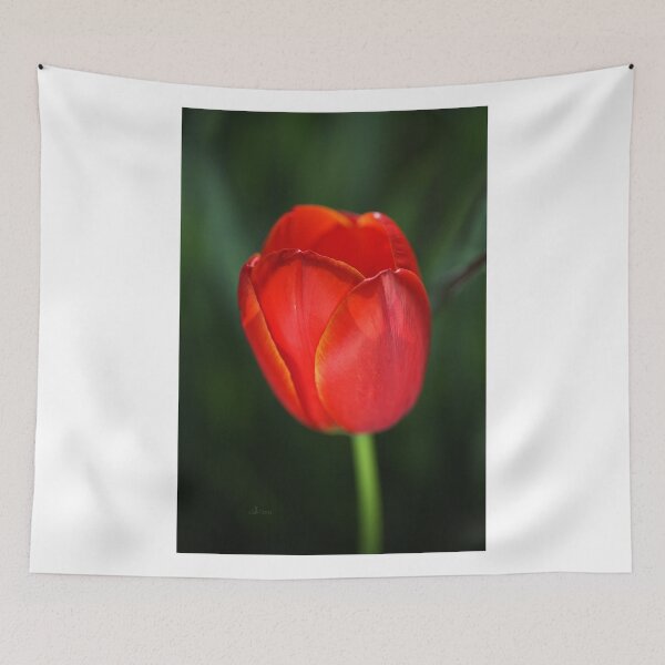 Item preview, Tulip Red With A Hint Of Yellow  designed and sold by Joy Watson - Natural Light Photography .