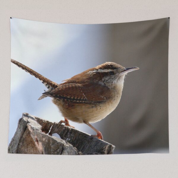 Item preview, Carolina Wren in the morning sun designed and sold by Enola Gay Wagner.