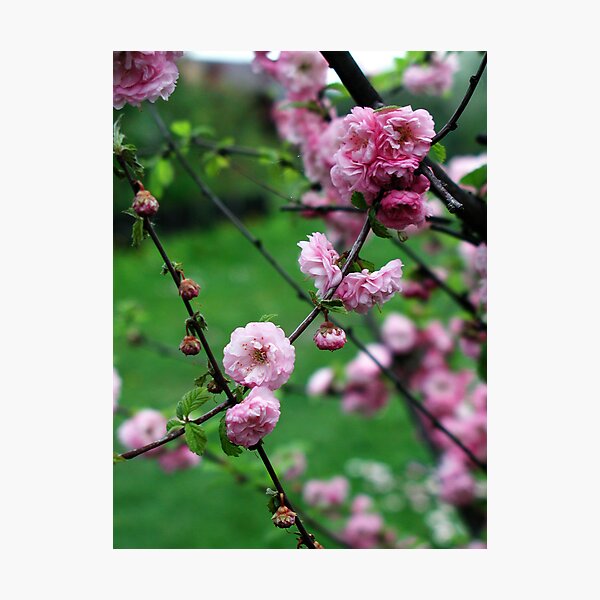 Artikelvorschau, Garden Walk... entworfen und verkauft von ciriva.