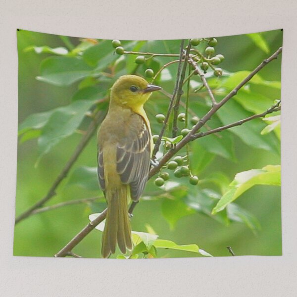 Artikelvorschau, Obstgarten Oriole entworfen und verkauft von Enola Gay Wagner.